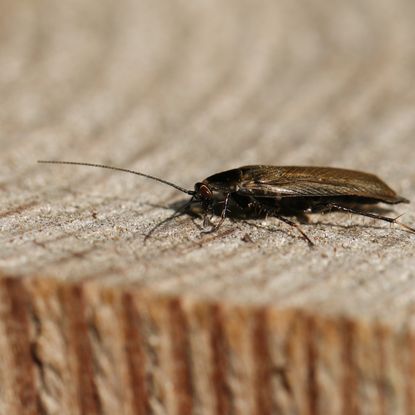 cockroach on wooden shelf