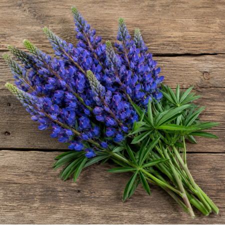 Purple Wild Lupine Live Plant 2-4 Inch Tall, Wild Lupine Flowering Plant for Garden, Patio, Containers, and Outdoor Spaces