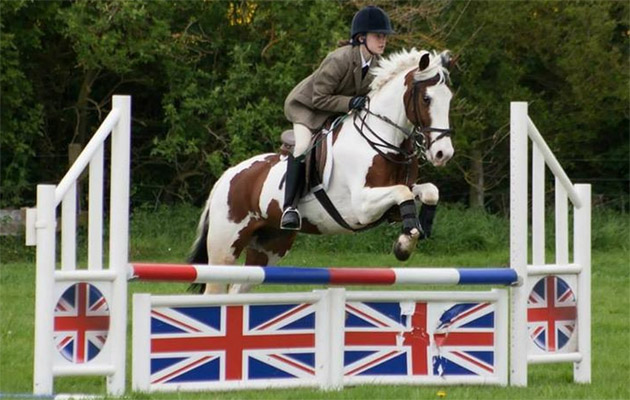 Skewbaldhorsesforsale6