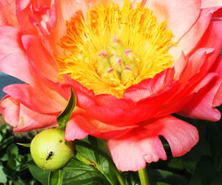 Peony flower and bud with ants on