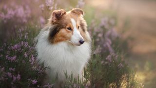 Collie dog in field of flowers
