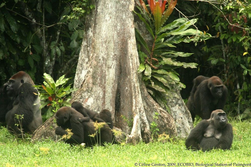 Western lowland gorillas