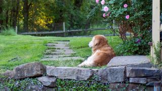 dog lying on grass