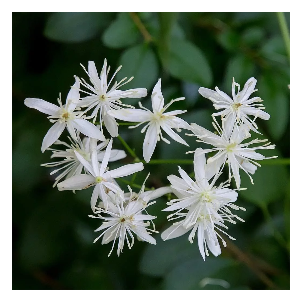 DroughtTolerant Climbing Vines — 7 Plants That Thrive in Summer Livingetc