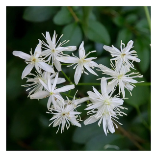 A close-up of a clematis armandii plant