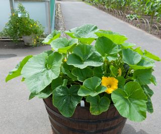 Winter Squash 'Bush Buttercup' growing in a wooden container