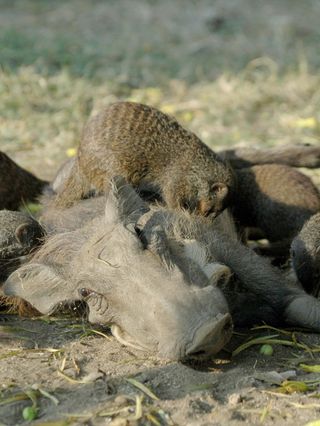 In a rare example of mammals displaying a symbiotic relationship, this mongoose grooms a tick-infested warthog in Uganda.