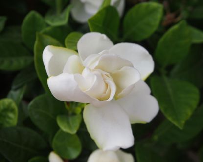 When to prune gardenias – gardenia flower