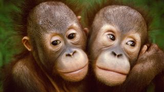 Bornean Orangutans
