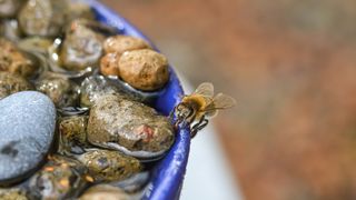 Honey bee drinking water from a water bowl in a garden