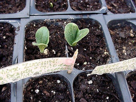 Labeled Tiny Sprouting Vegetable Seeds