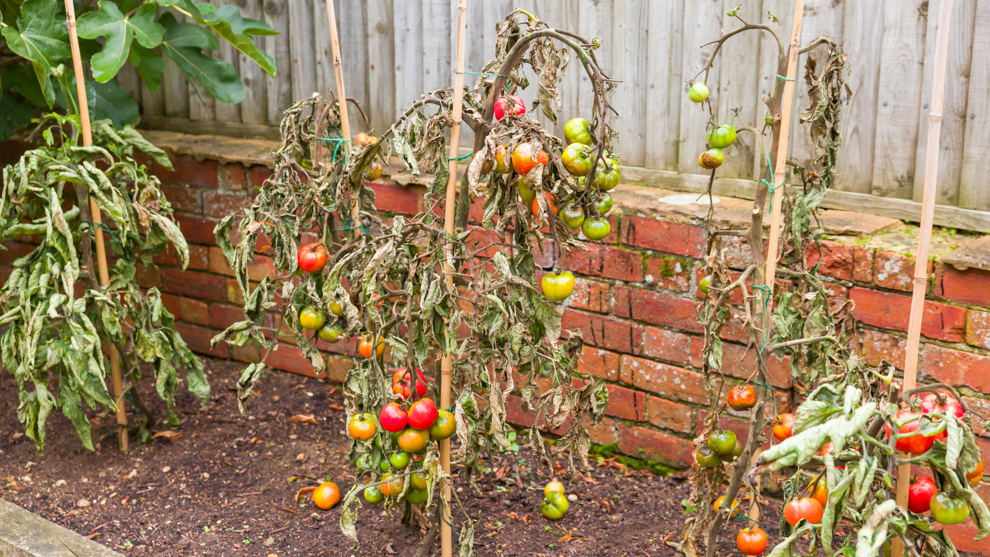 diseased tomato plants against a brick wall