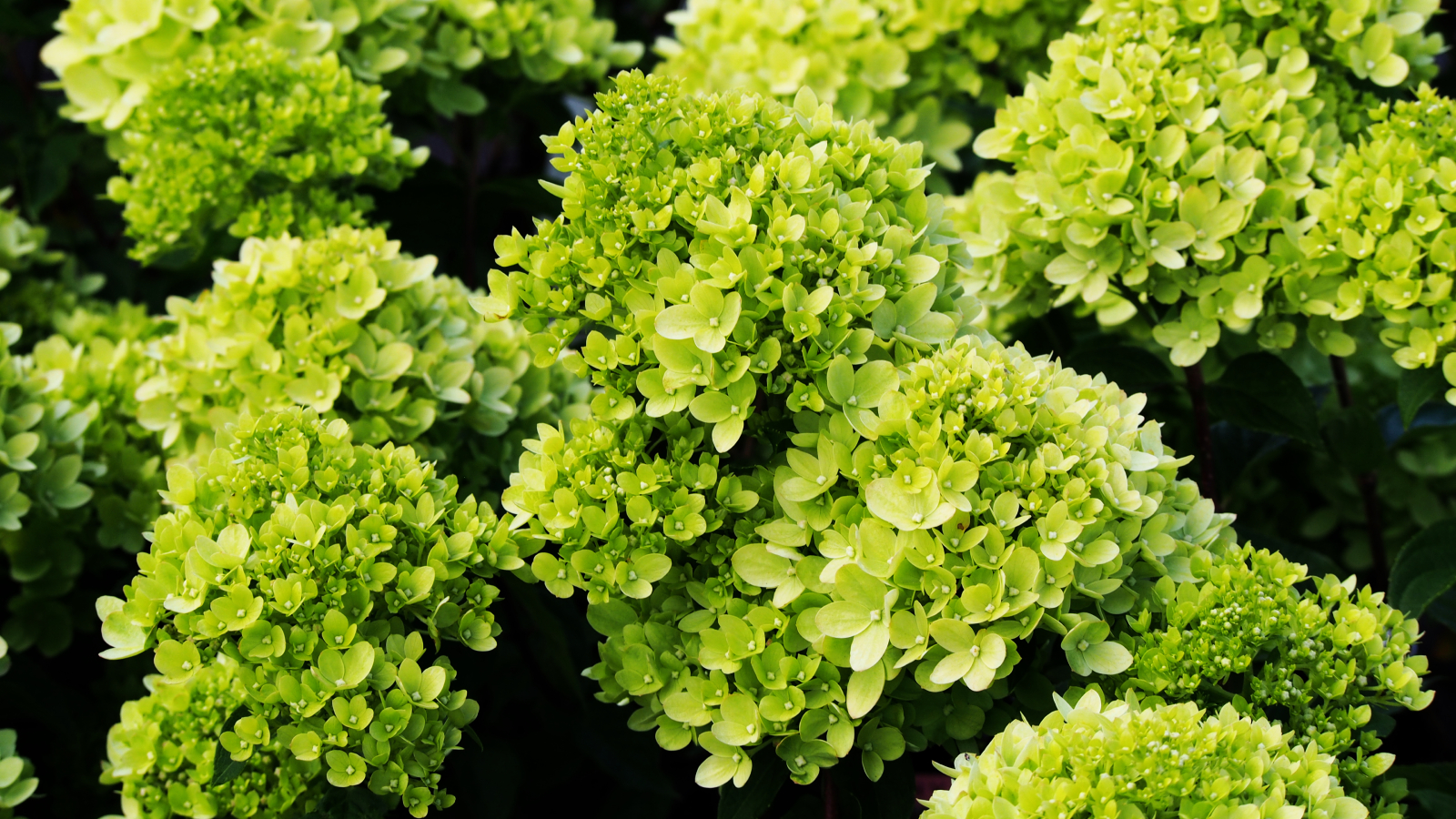 Closeup of Little Lime hydrangea flowers