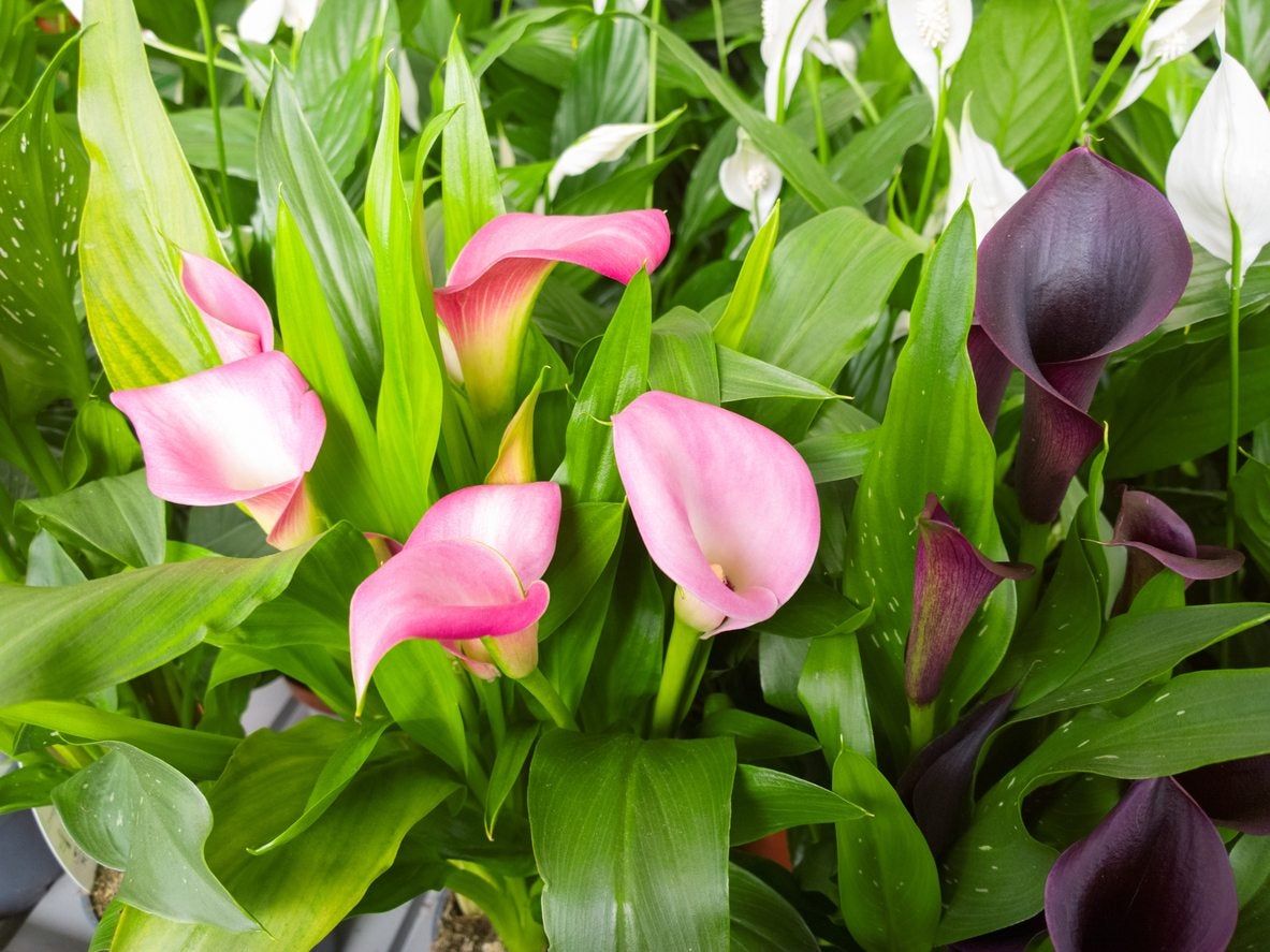 Colored Calla Lily Plants