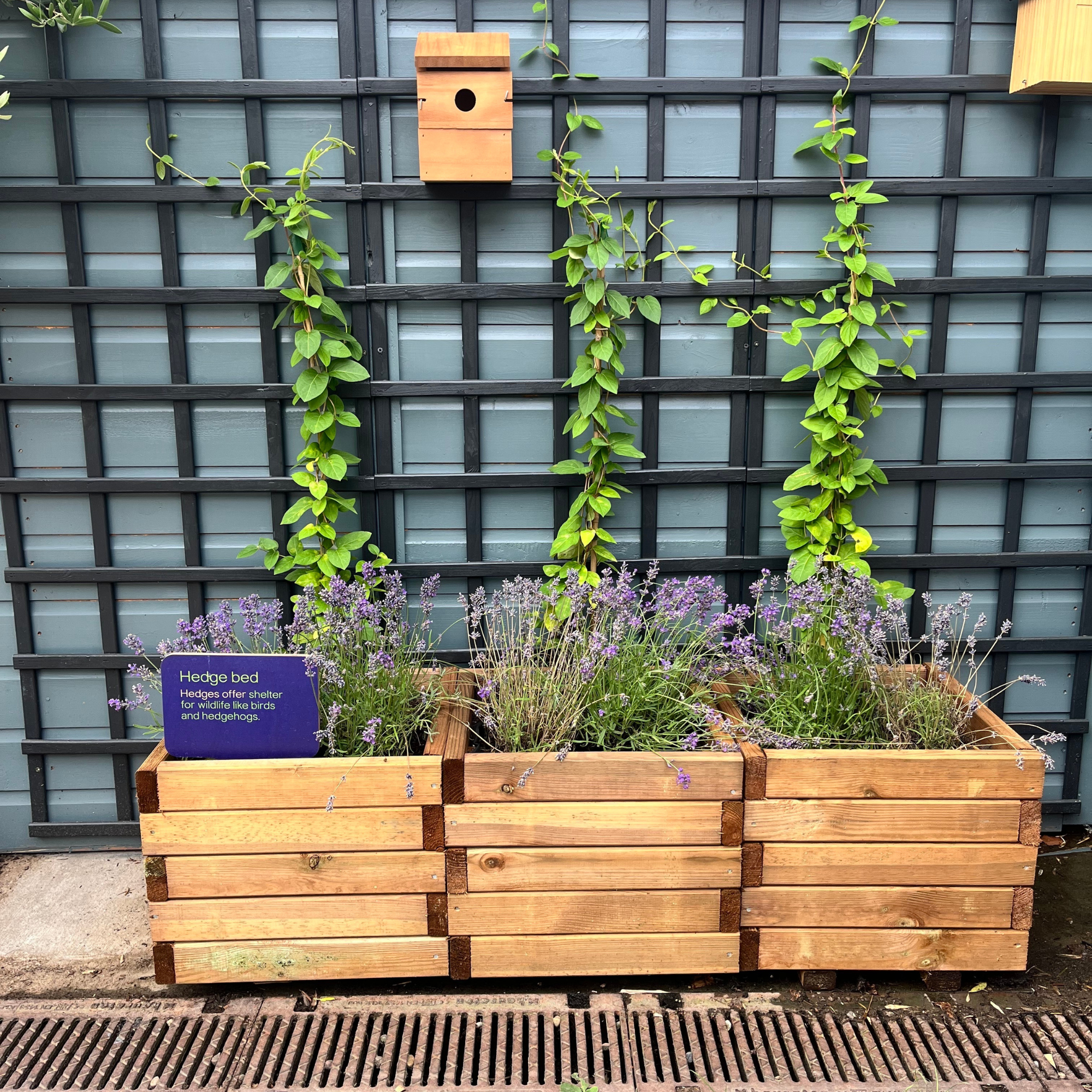 Wood trough planter in B&amp;amp;Q Cheltenham store.