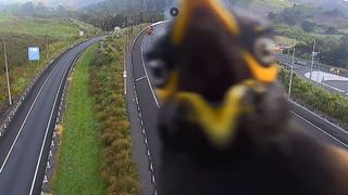 A Myna bird in New Zealand blocking a traffic camera 