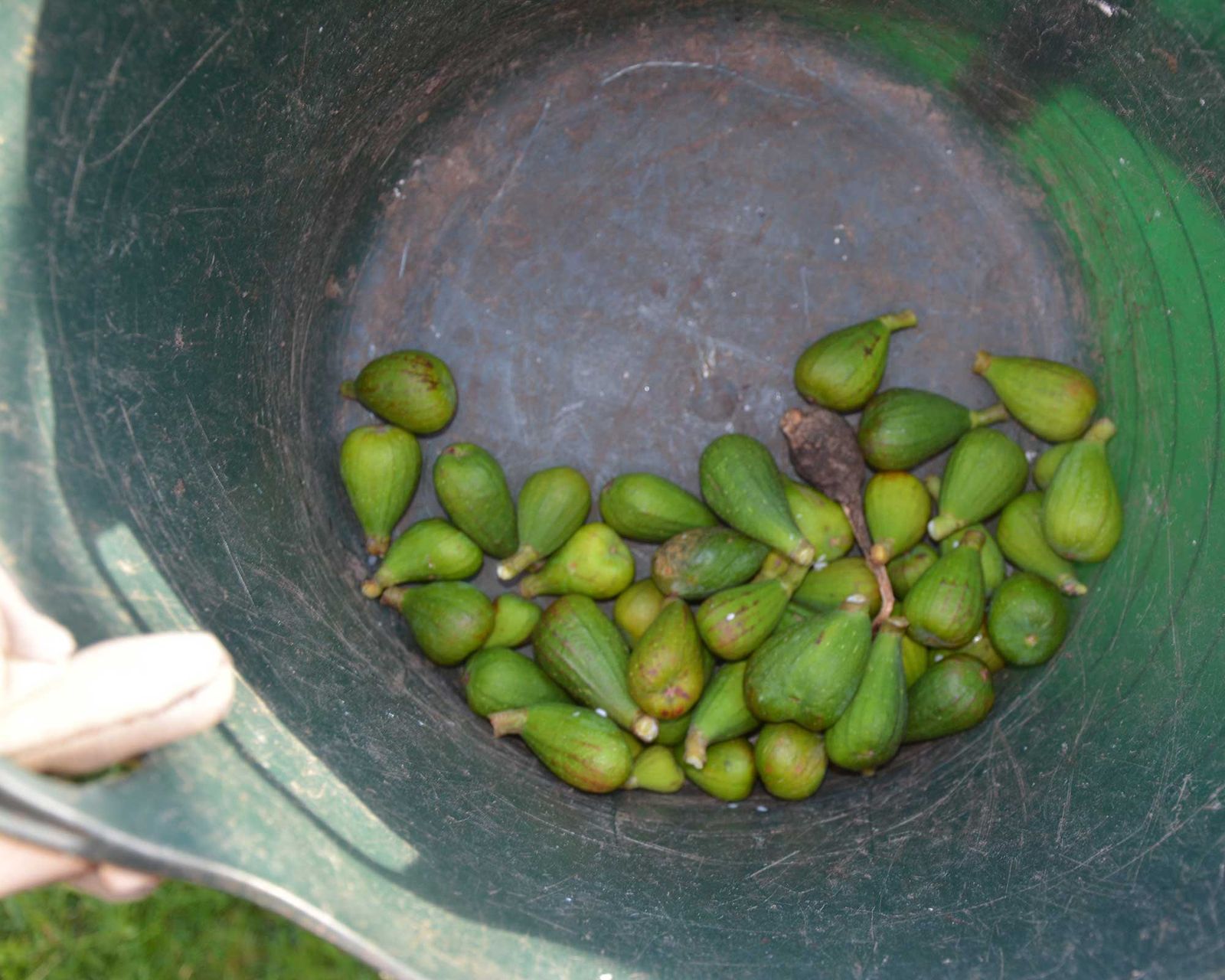 How to prune fig trees: top tips from the experts | Gardeningetc