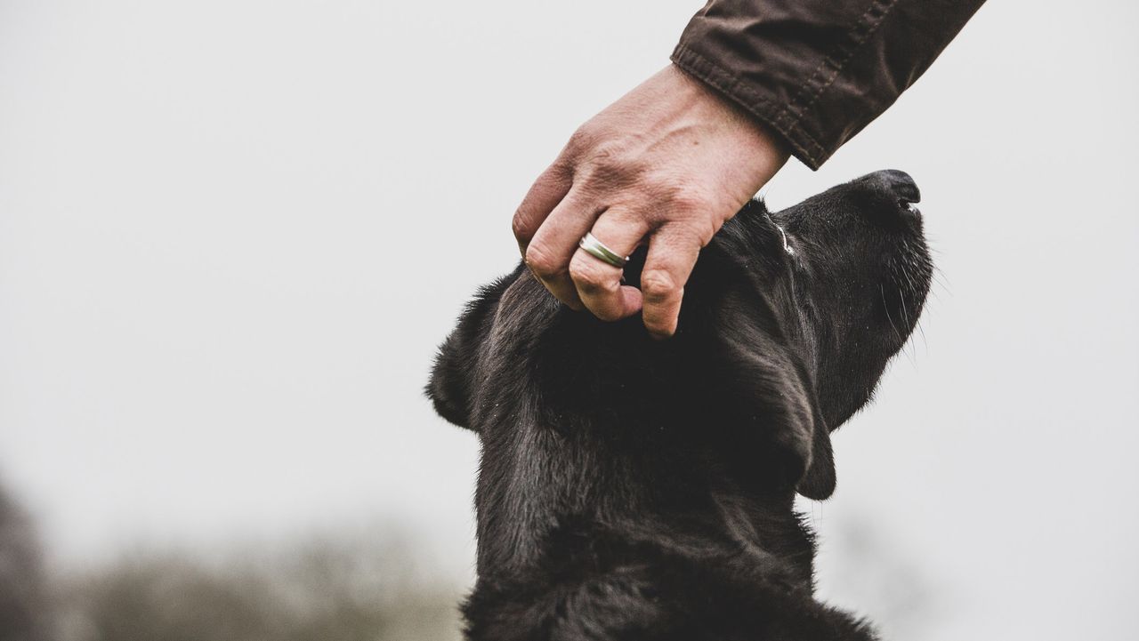 dog being petted by owner