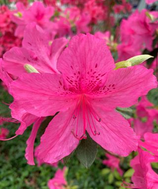 Close up shot of pink azalea in bloom