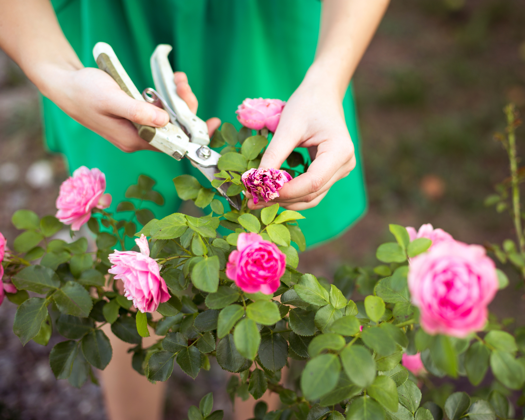 Girl cuts or trims the bush (rose) with secateur in the garden