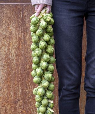 Harvesting an entire stalk of Brussels sprouts