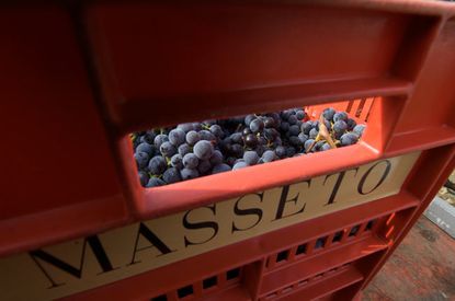 Masseto wines