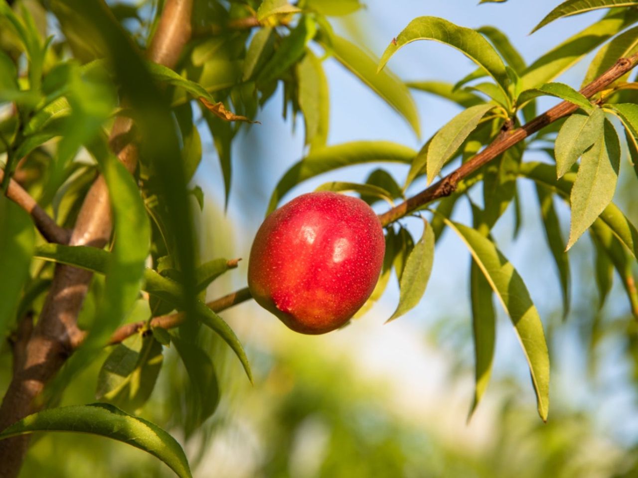 Nectarine Fruit Tree