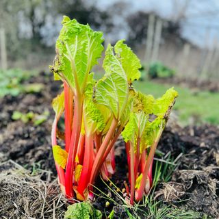 A bunch of rhubarb still in the ground that has been forced to give an early crop.