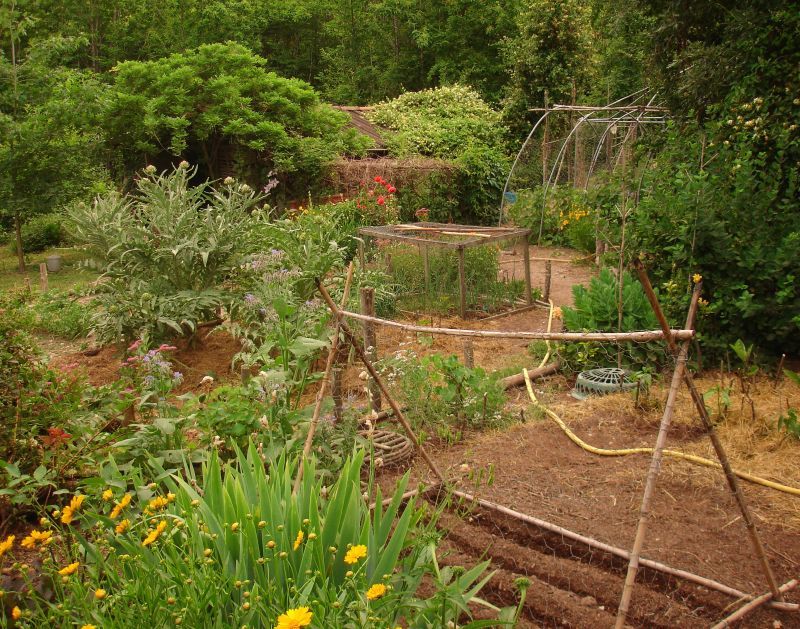 Potager Style Garden Full Of Plants