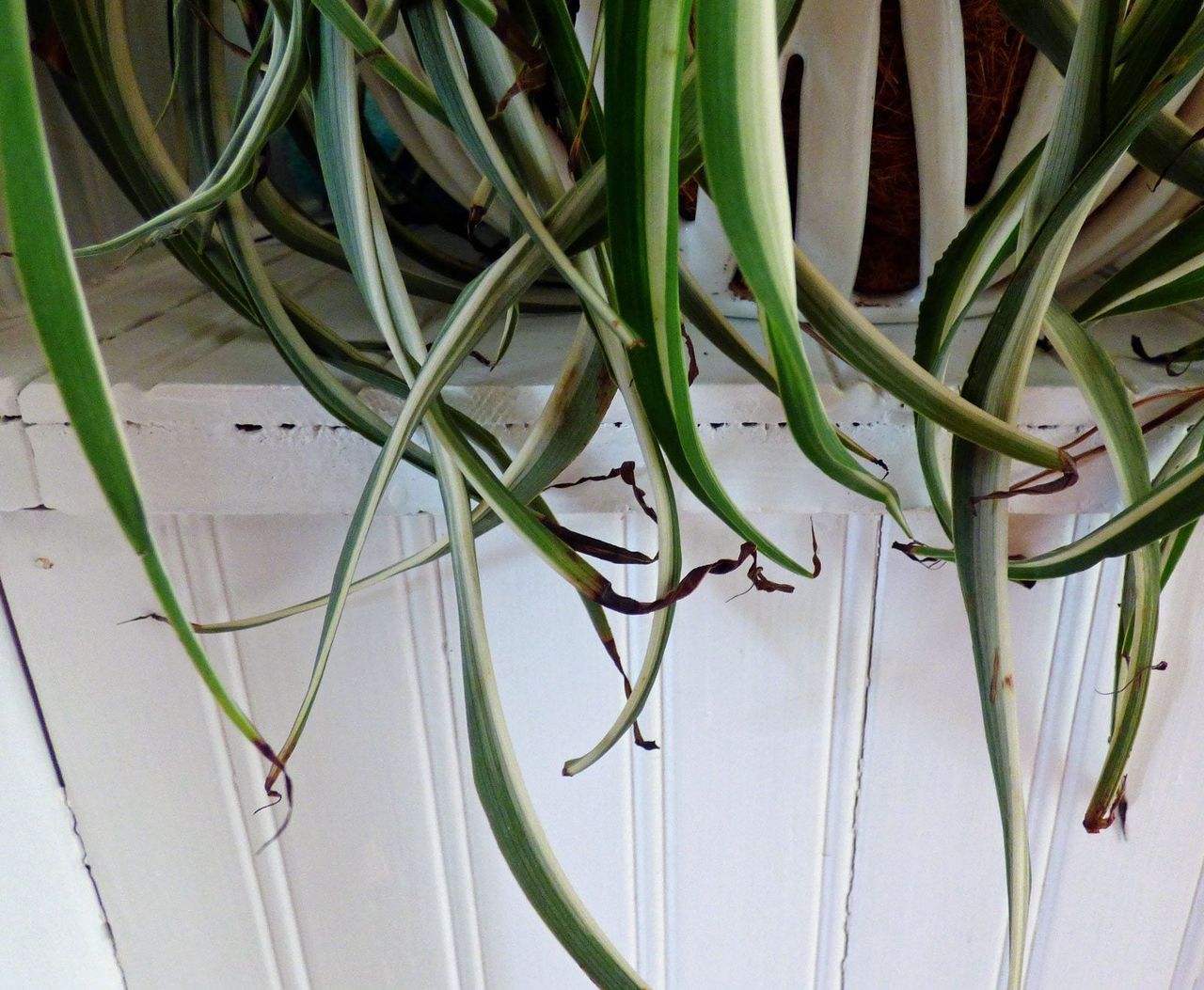 Potted Spider Plant Leaf Tips Turning Black