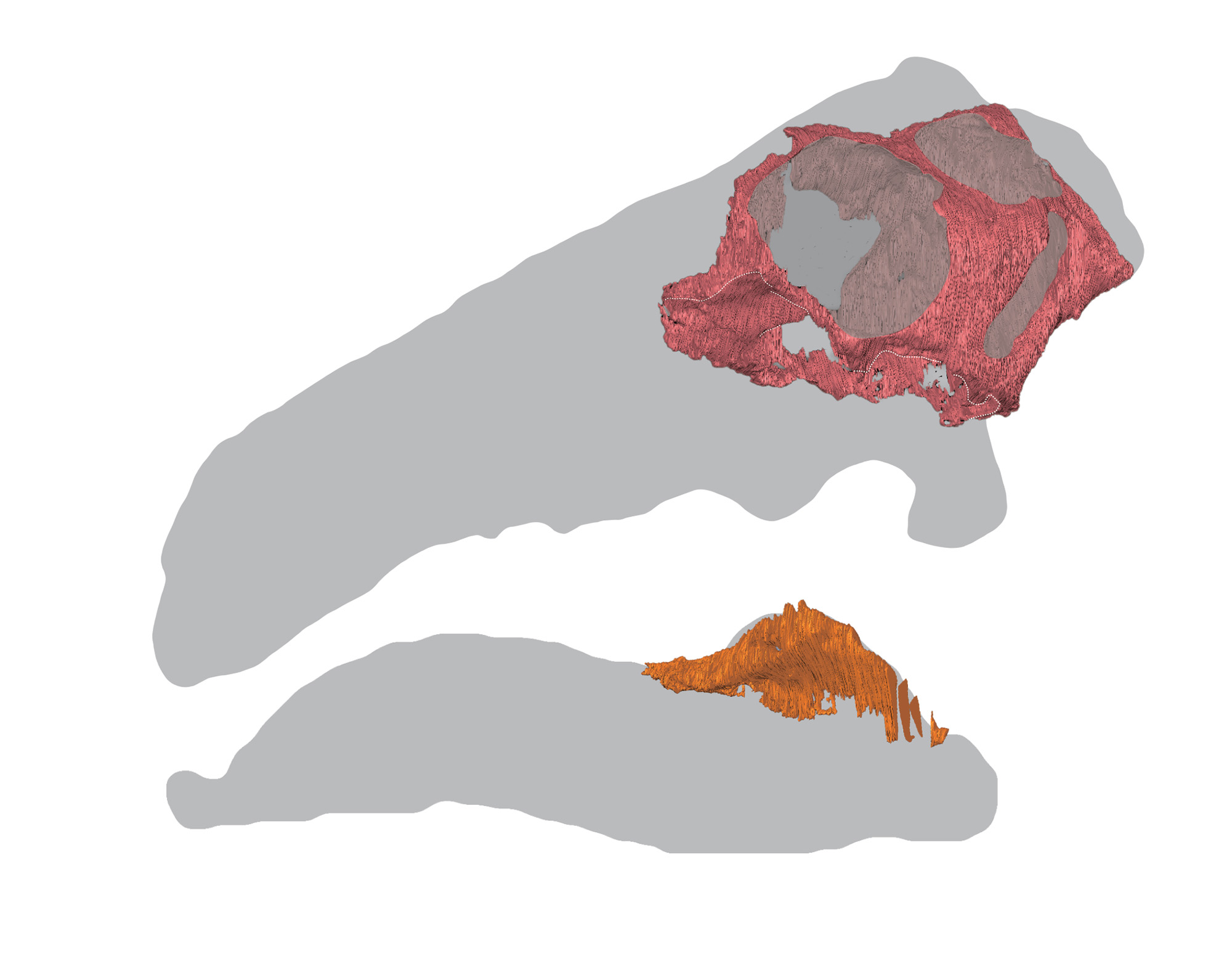 Two colorful outlines show parts of two halves of a dinosaur skull against a white background.