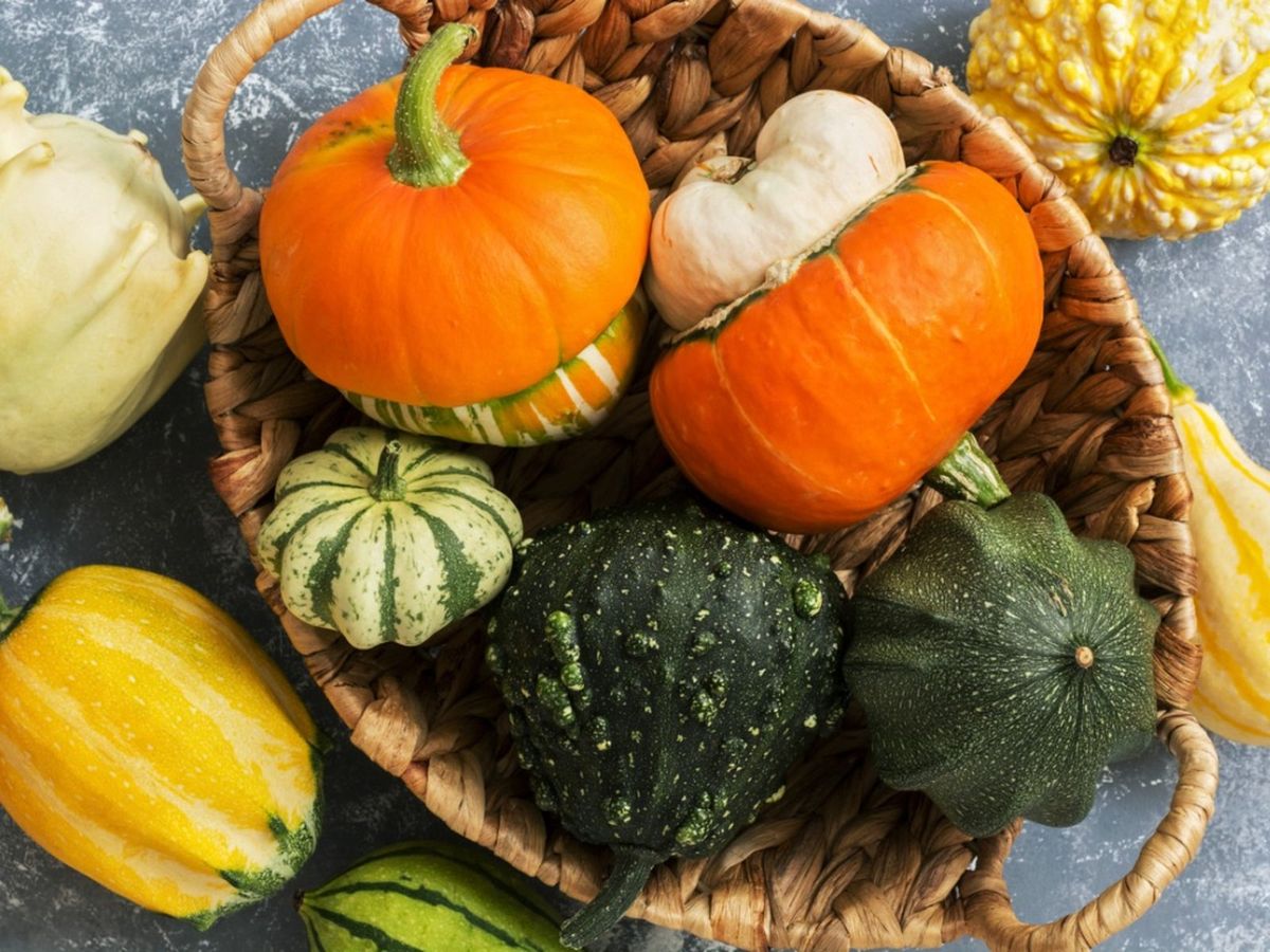 How To Grow Winter Squash Growing And Harvesting Winter Squash