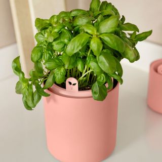 Basil plant in terracotta pot