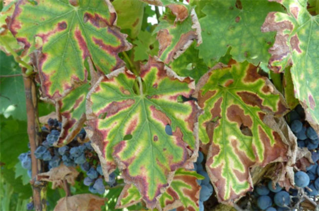 grapevine trunk disease
