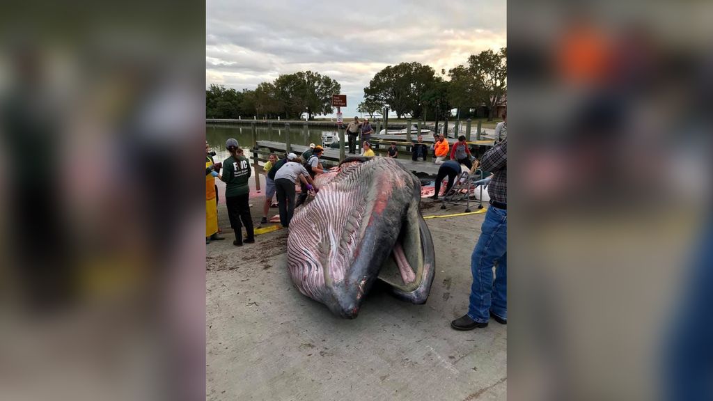 Whale that stranded off Florida is completely new species (and already endangered)