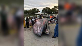 This 38-foot-long (11.5 meters) baleen whale stranded off Florida in 2019. The adult male is now considered part of a completely new, and endangered, species called Rice's whale.