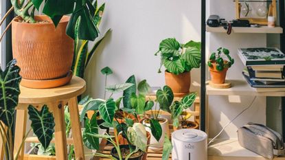 A room full of house plants