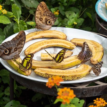 Butterflies on a plate of bananas