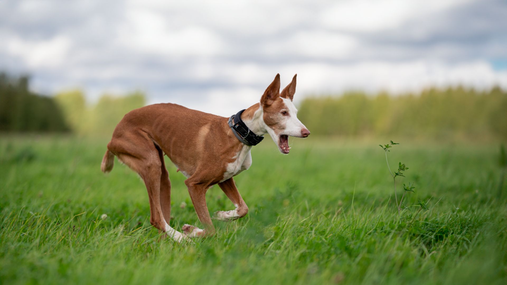 ibizan hound