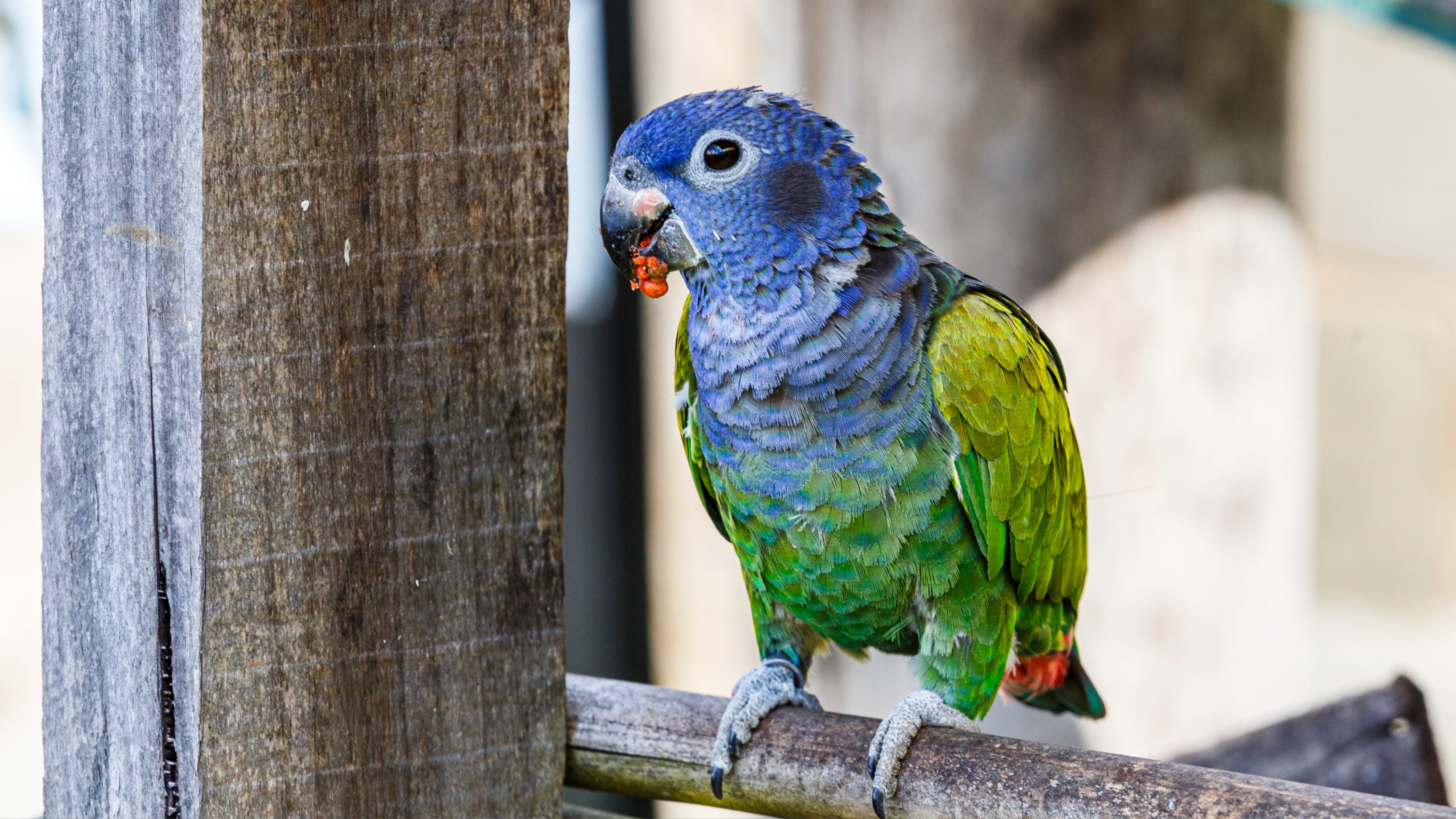 Pionus Parrot