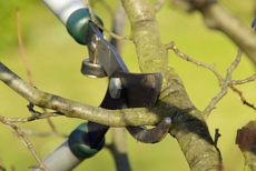 Pruning Shears Trimming A Tree Branch