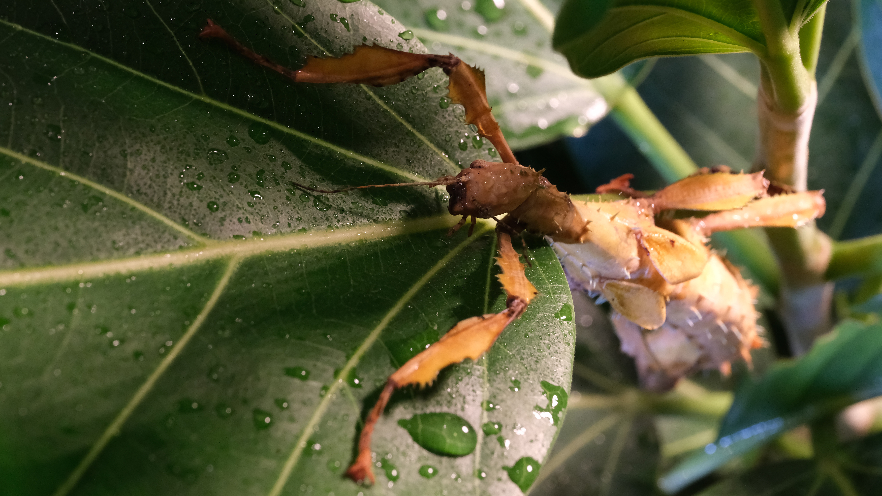 A stick insect crawling on a leaf