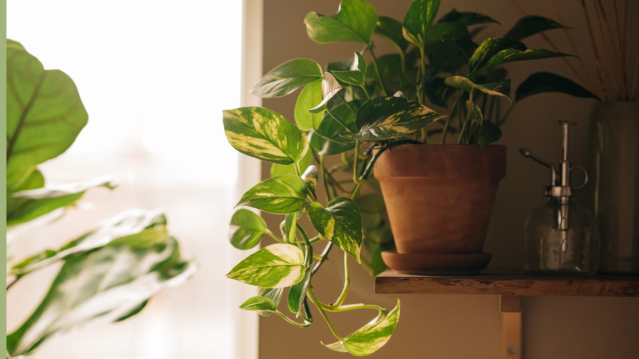 Pothos plant on a shelf