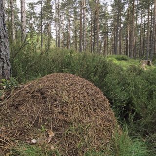 Large ants nest in forest