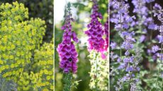 composite image – what to plant in April – euphorbia, foxgloves, nepeta