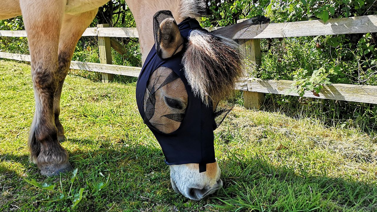 WeatherBeeta Lcyra fly mask from side