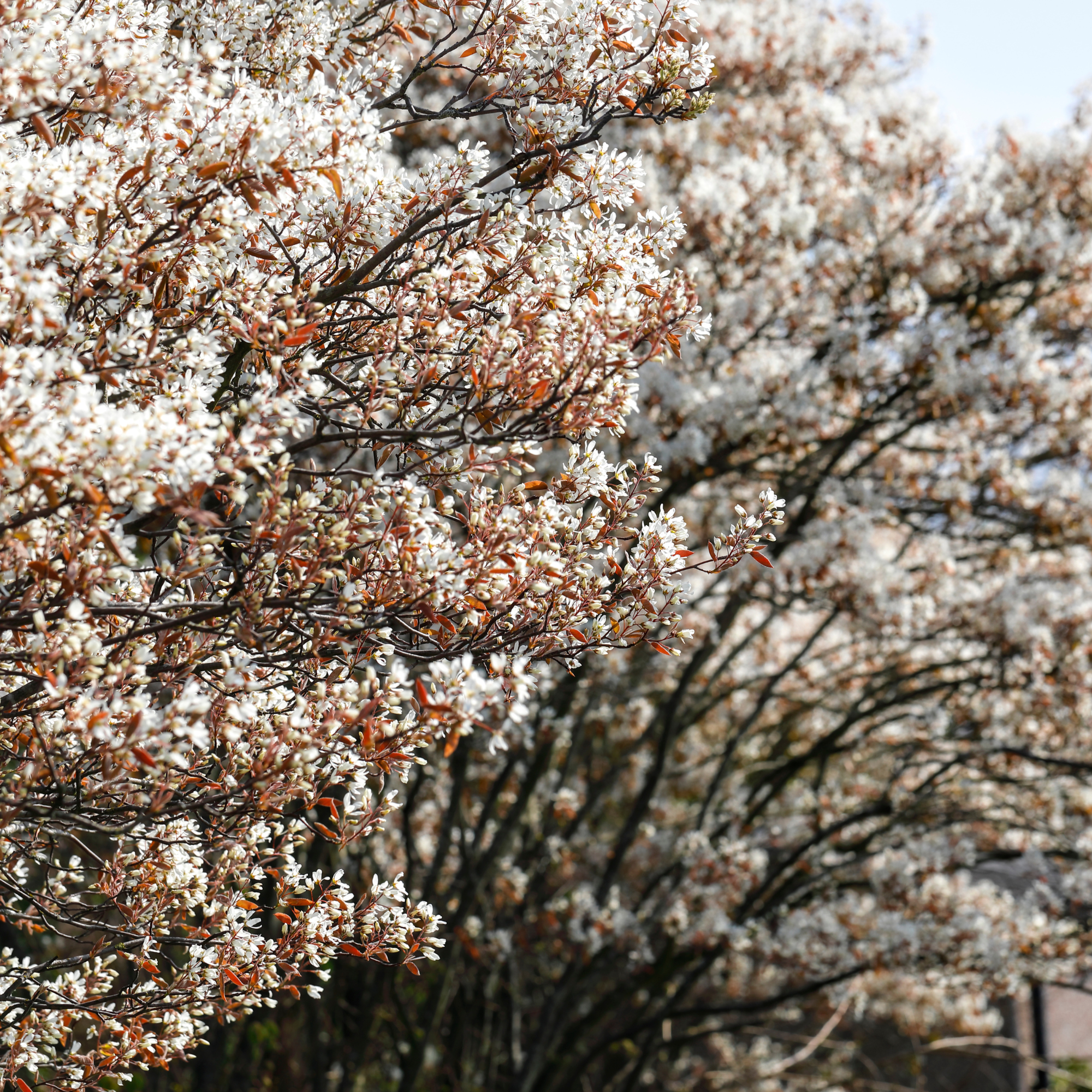 Blooming serviceberry trees