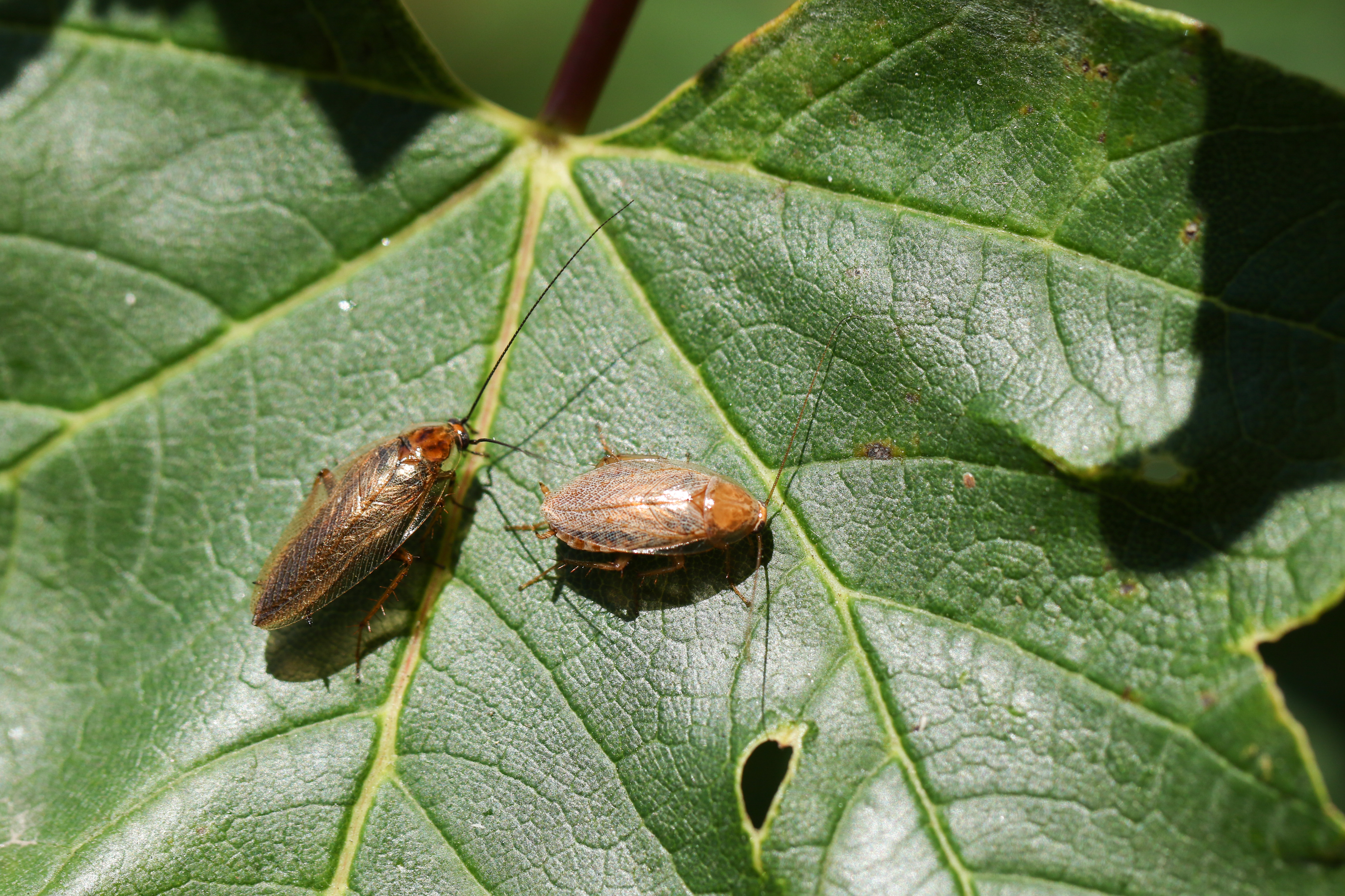 Two Dusky Cockroach (Ectobius lapponicus)