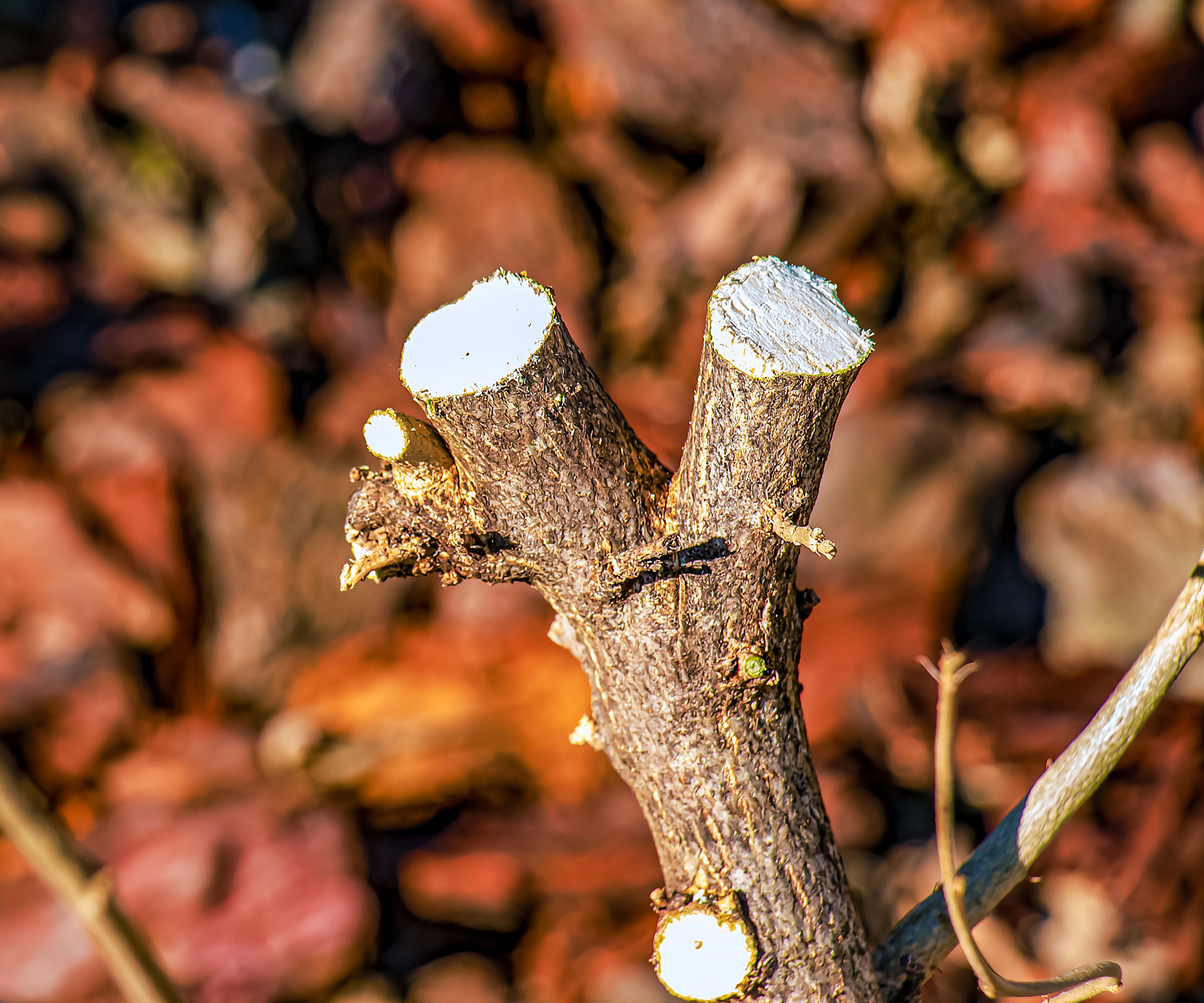 pruned rose of Sharon showing hard pruned branch