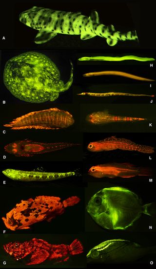 Researchers discovered a rich diversity of fluorescent patterns and colors in marine fishes, as exemplified here. A). swell shark (Cephaloscyllium ventriosum); B). ray (Urobatis jamaicensis); C). sole (Soleichthys heterorhinos); D). flathead (Cociella hutchinsi); E). lizardfish (Saurida gracilis); F). frogfish (Antennarius maculates); G). stonefish (Synanceia verrucosa); H). false moray eel (Kaupichthys brachychirus); I). Chlopsidae (Kaupichthys nuchalis); J). pipefish (Corythoichthys haematopterus); K). sand stargazer (Gillellus uranideaEviota sp.); M). Gobiidae (Eviota atriventris); N). surgeonfish (Acanthurus coeruleus, larval); O). threadfin bream (Scolopsis bilineata).